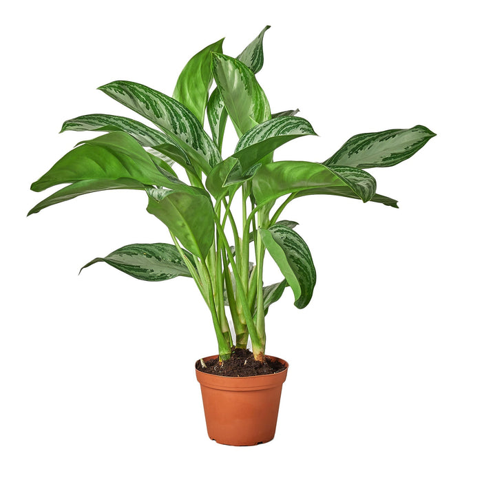 Chinese Evergreen 'Silver Bay' - 6" Pot - NURSERY POT ONLY