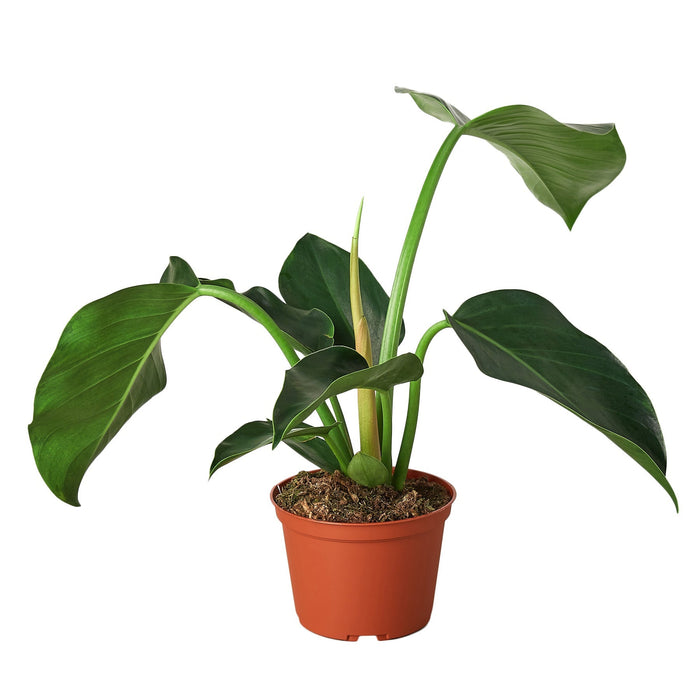 Philodendron 'Congo Green' - 6" Pot - NURSERY POT ONLY