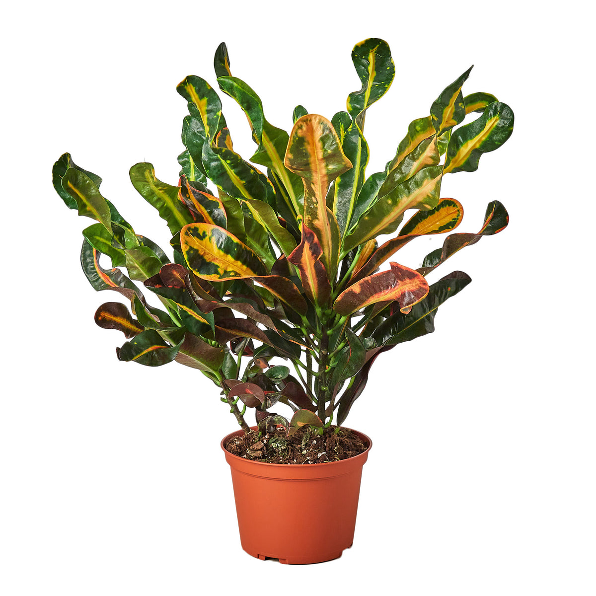 crotons mammy Croton 'Mammy' - 6" Pot - NURSERY POT ONLY