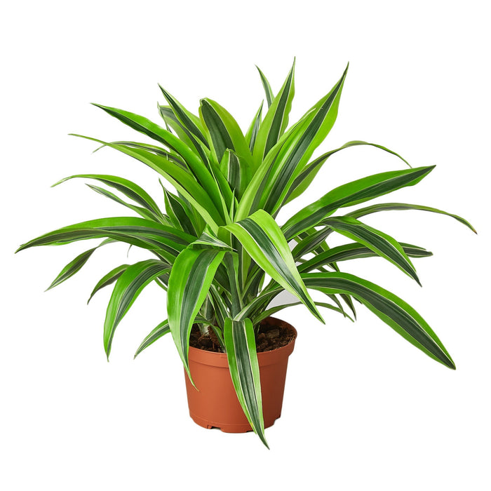 Dracaena Deremensis 'Lemon Lime' - 6" Pot - NURSERY POT ONLY