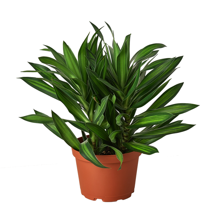 green dracaena reflexa Dracaena 'Song of Jamaica'