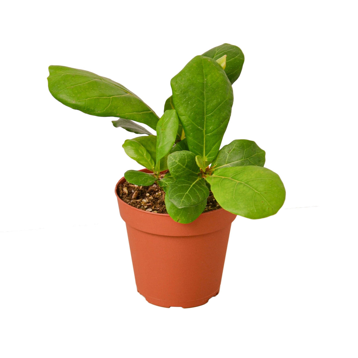 Young Fiddle Leaf Fig in a 4-inch nursery pot.