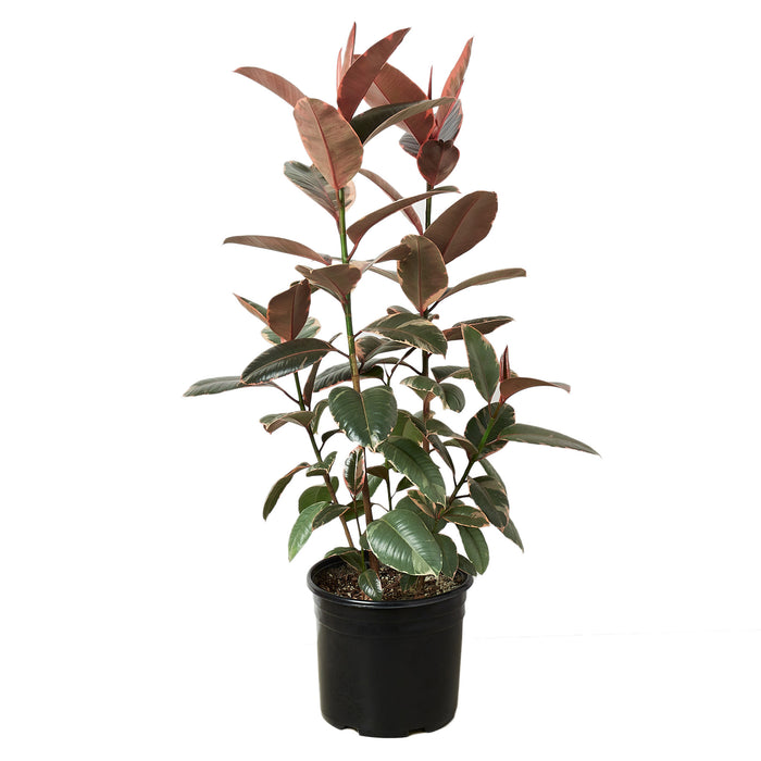 Ficus Elastica 'Ruby Pink' - 10" Pot