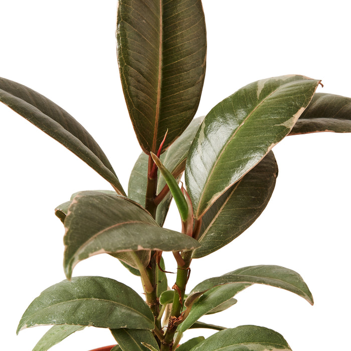 Ficus Elastica 'Tineke' - 10" Pot
