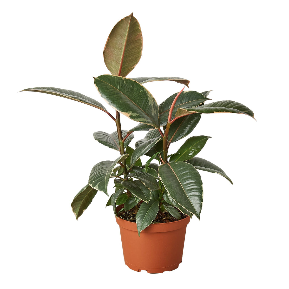Ficus Tineke rubber plant shown in a nursery pot.