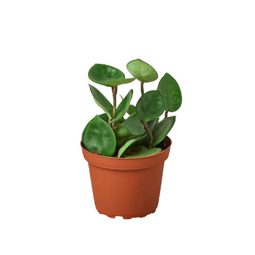 waxy leaf house plants Hoya Carnosa 'Chelsea' - 4" Pot - NURSERY POT ONLY | Indoor Plant | Tropical Plant | Potted Plant
