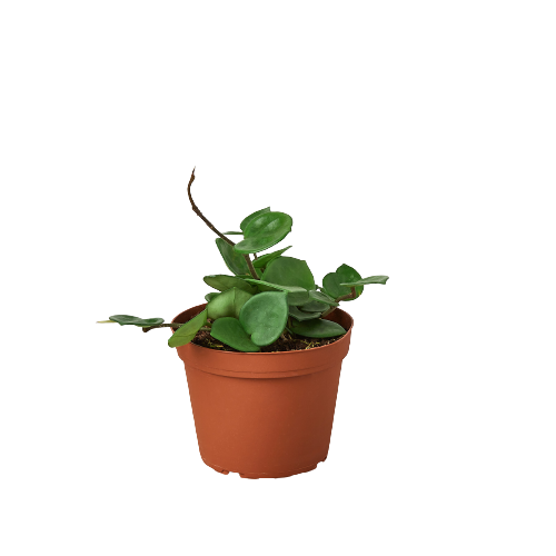 is hoya plant a succulent Hoya Carnosa 'Chelsea' - 6" Pot - NURSERY POT ONLY | Indoor Plant | Tropical Plant | Potted Plant