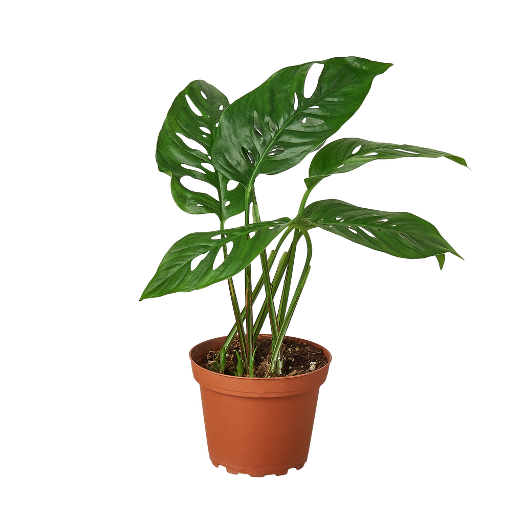 small monstera adansonii Monstera Adansonii 'Swiss Cheese' - 4" Pot - NURSERY POT ONLY