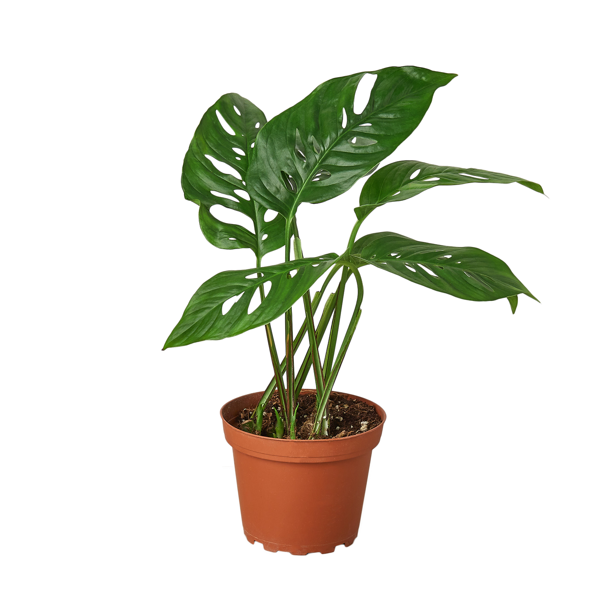 Swiss Cheese Monstera in a 4-inch nursery pot.