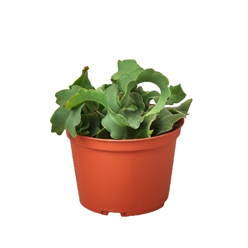 house plant with curly leaves Orchid Cactus 'Curly Sue' - 6" Pot