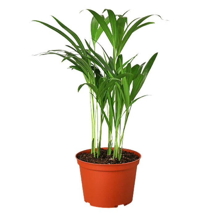 Areca Palm - 6" Pot - NURSERY POT ONLY
