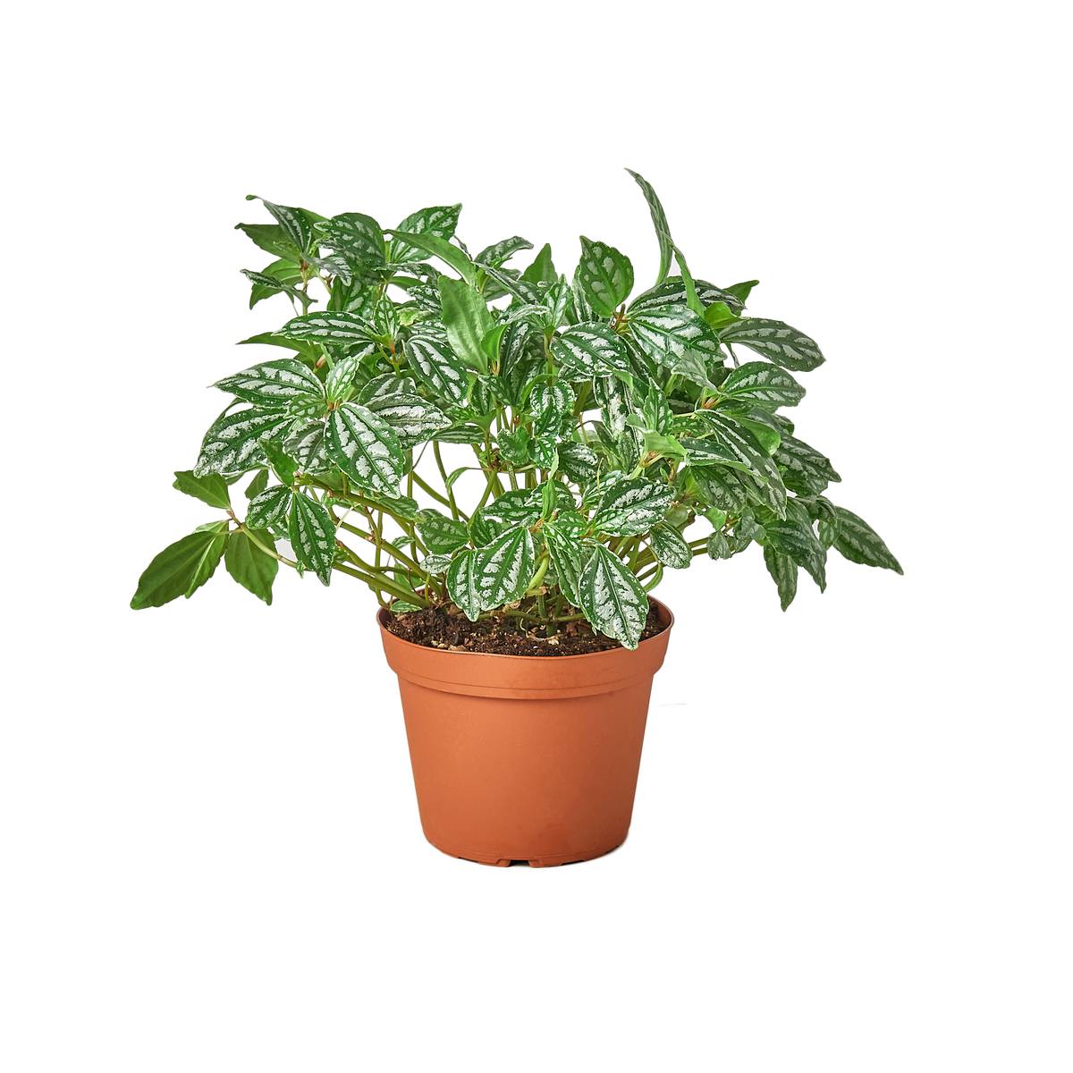 Pilea 'Aluminum' - 6