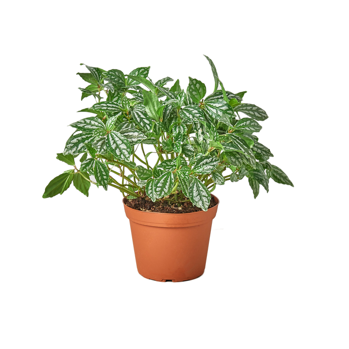 aluminum house plant Pilea 'Aluminum' - 6" Pot - NURSERY POT ONLY