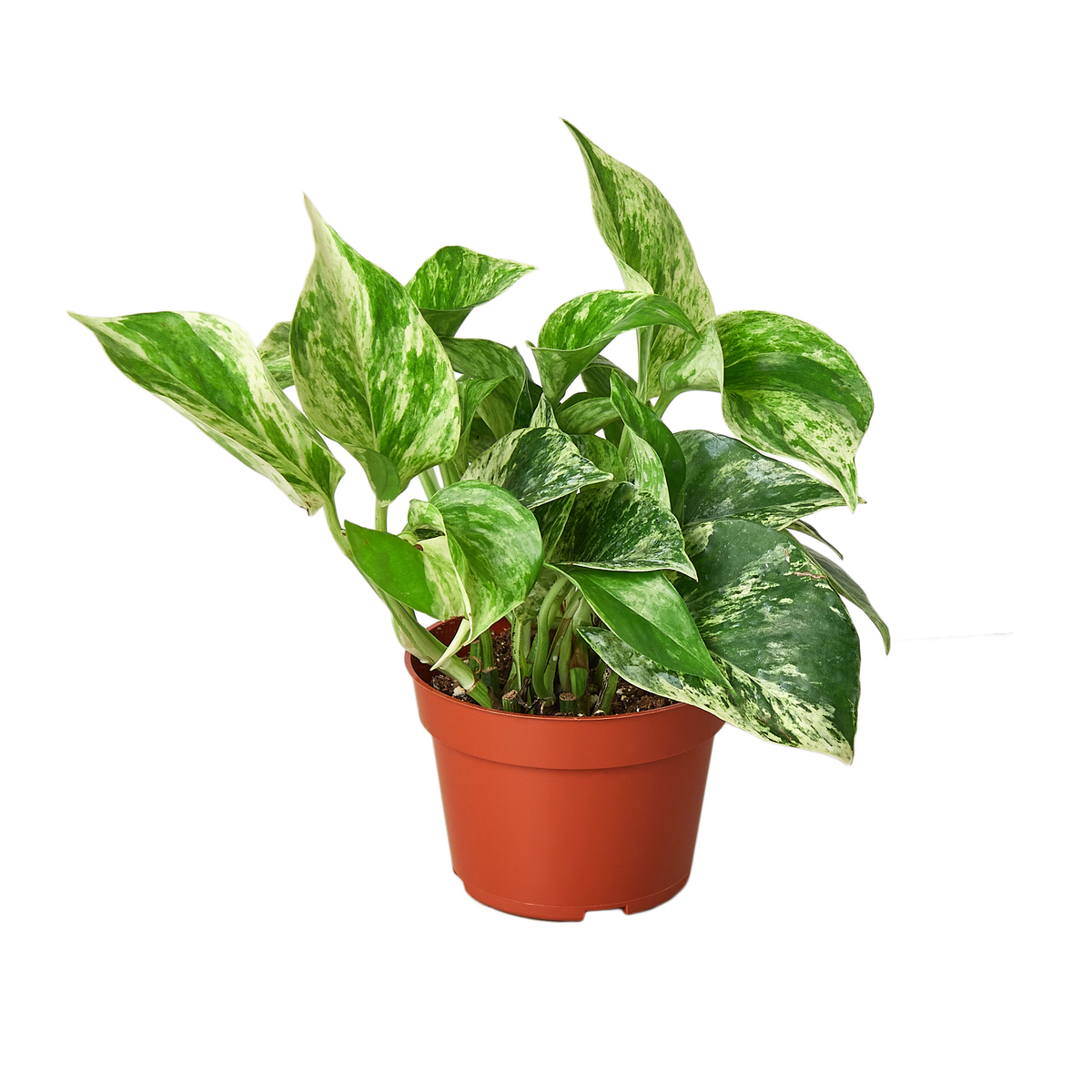 snow queen or marble queen pothos Pothos 'Marble Queen'
