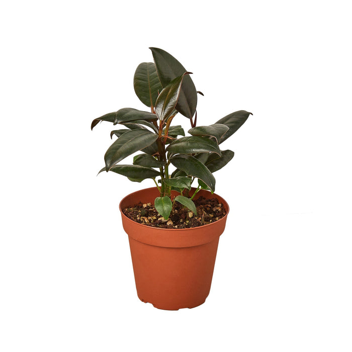 Ficus Elastica 'Burgundy' - 6" Pot - NURSERY POT ONLY