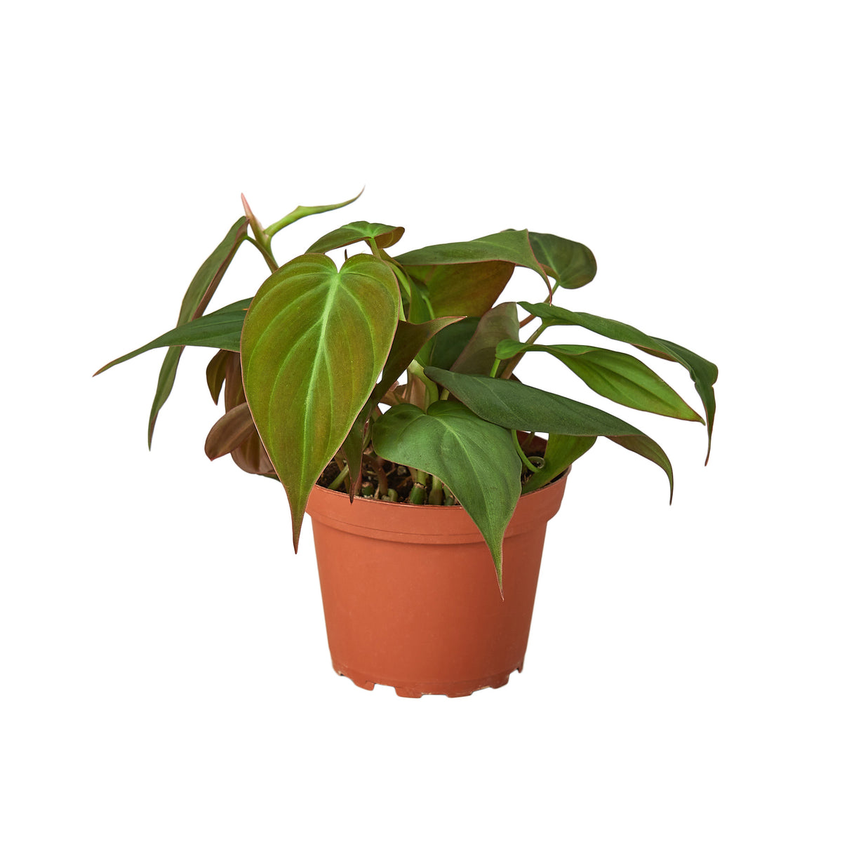 Velvet Philodendron in a 4-inch nursery pot.