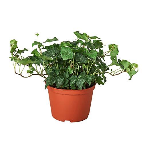 English Ivy Green California - 6" Pot - NURSERY POT ONLY