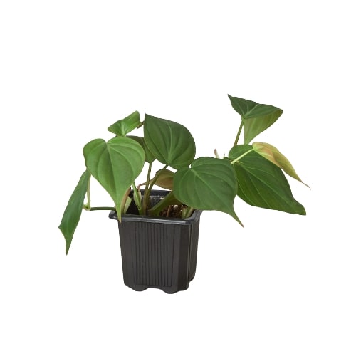 velvet leaf pothos Philodendron 'Velvet'
