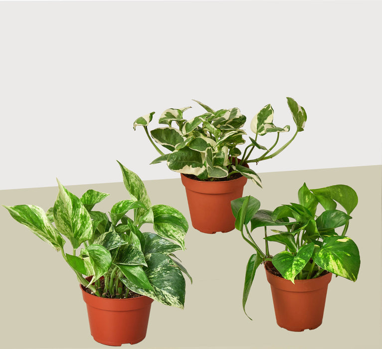 house plant with 3 leaves 3 Pothos Variety Pack / 4" Pot / Live Plant / Home and Garden Plants