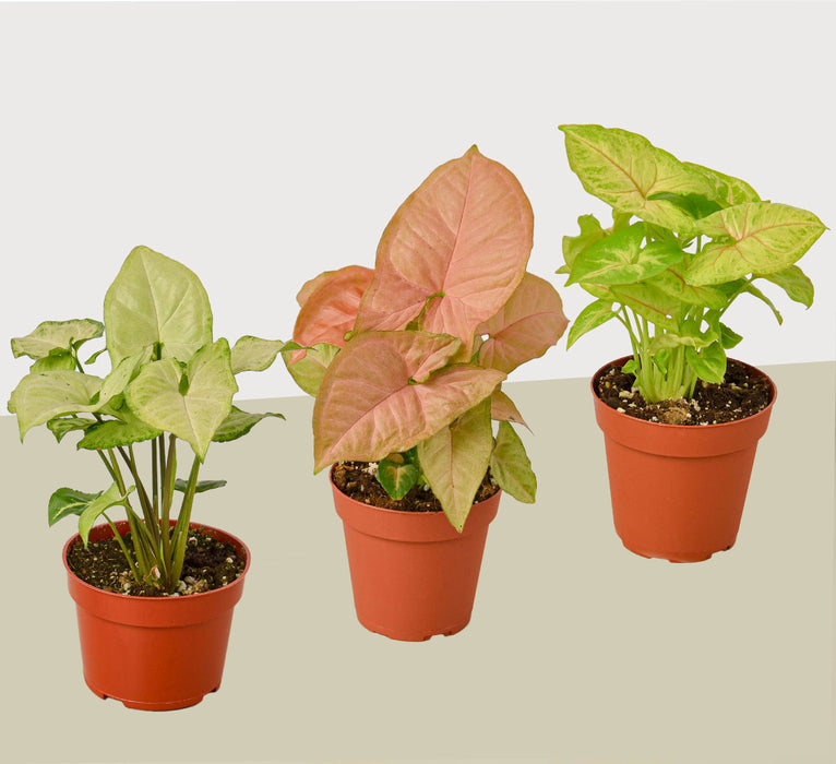 3 Different Syngonium Plants - Arrowhead Plants / 4" Pot / Live Plant