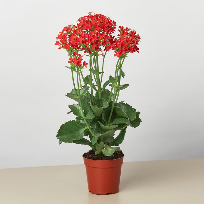 Red Kalanchoe 'Blossfeldiana' - 4" Pot