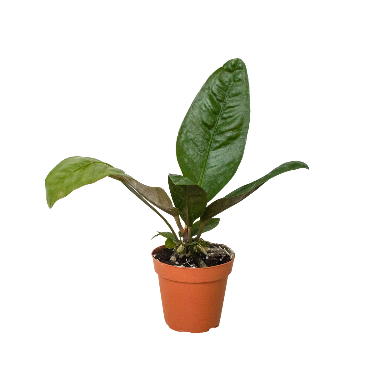 Anthurium 'Superbum' | Indoor Plant | Tropical Plant | Potted Plant