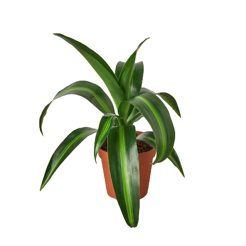 dracaena 4 Dracaena 'Massangeana' - 4" Pot