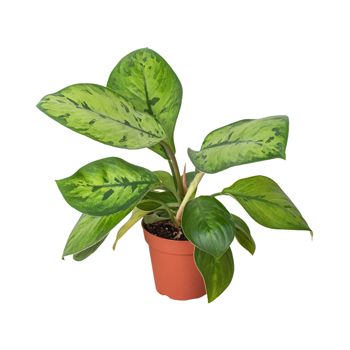 Homalomena 'Selby' — House Plant Dropship