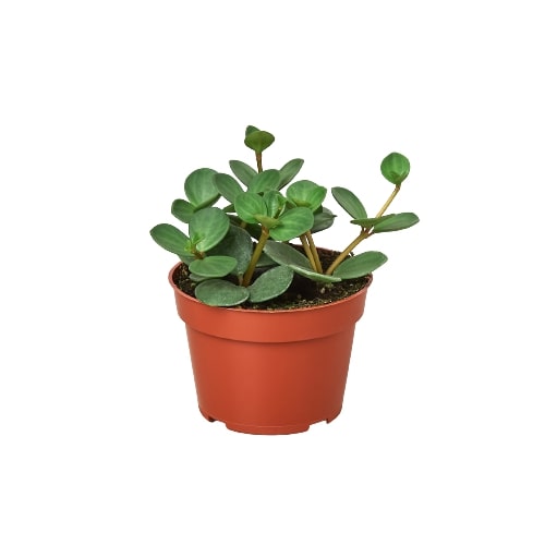 indoor plant with round thick leaves Peperomia 'Hope'