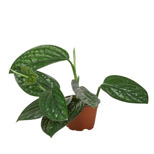 monstera dragon tail plant Philodendron 'Dragon Tail' | Indoor Plant | Tropical Plant
