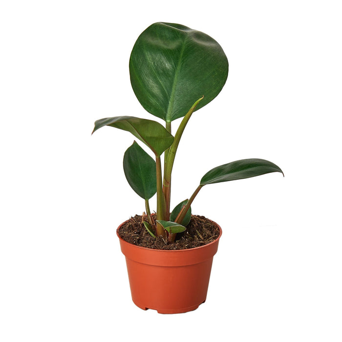 Philodendron 'Congo Rojo' - 4" Pot - NURSERY POT ONLY