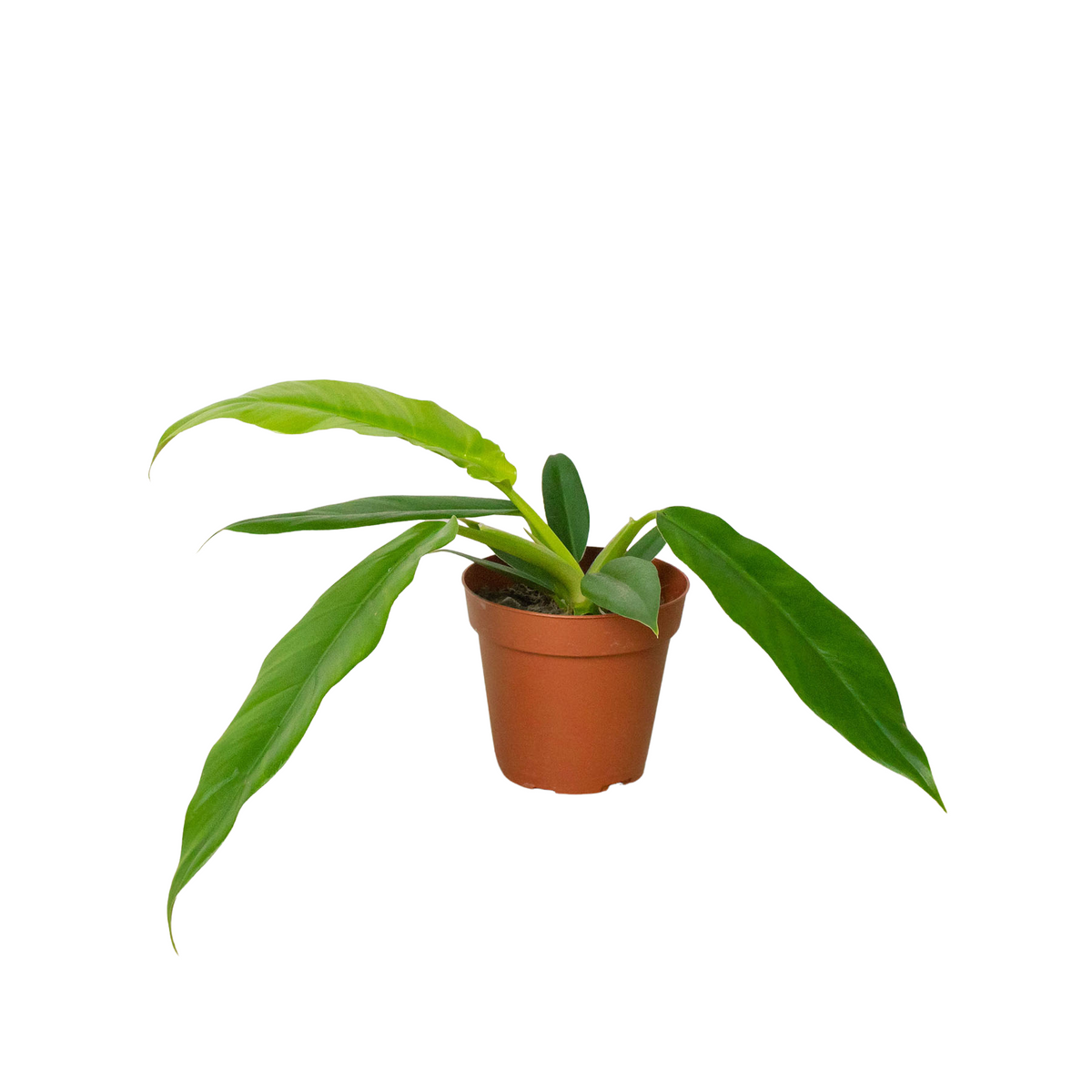 philodendron narrow escape flower Philodendron 'Narrow Escape' | Indoor Plant | Tropical Plant | Potted Plant