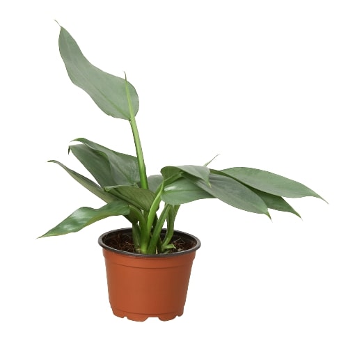 hastatum silver sword philodendron Philodendron 'Silver Sword' | Indoor Plant | Tropical Plant