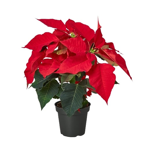 red leaf tropical house plant Poinsettia 'Red' | Indoor Plant | Tropical Plant
