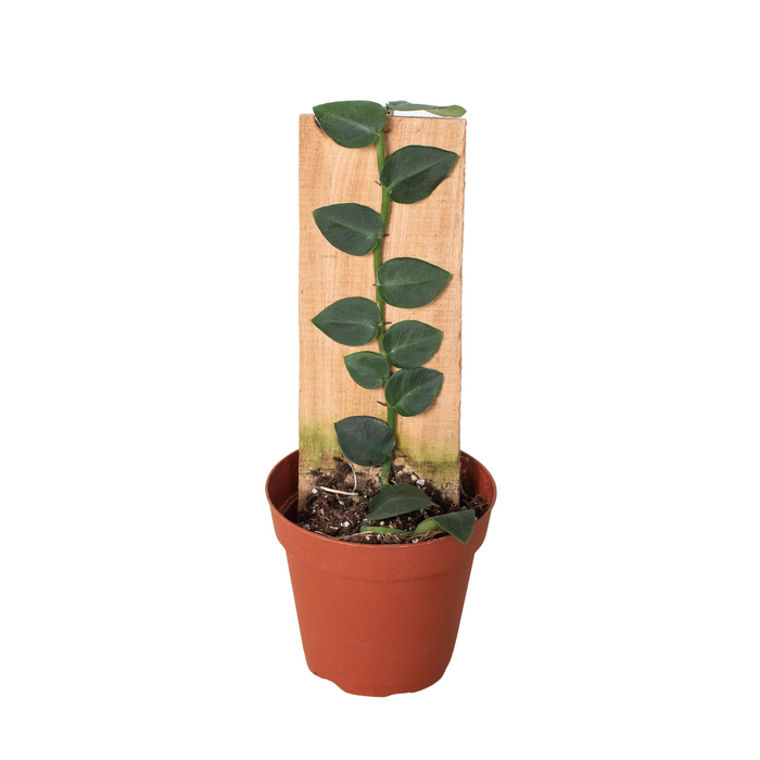 Rhaphidophora 'Hayi' (Shingle Plant)