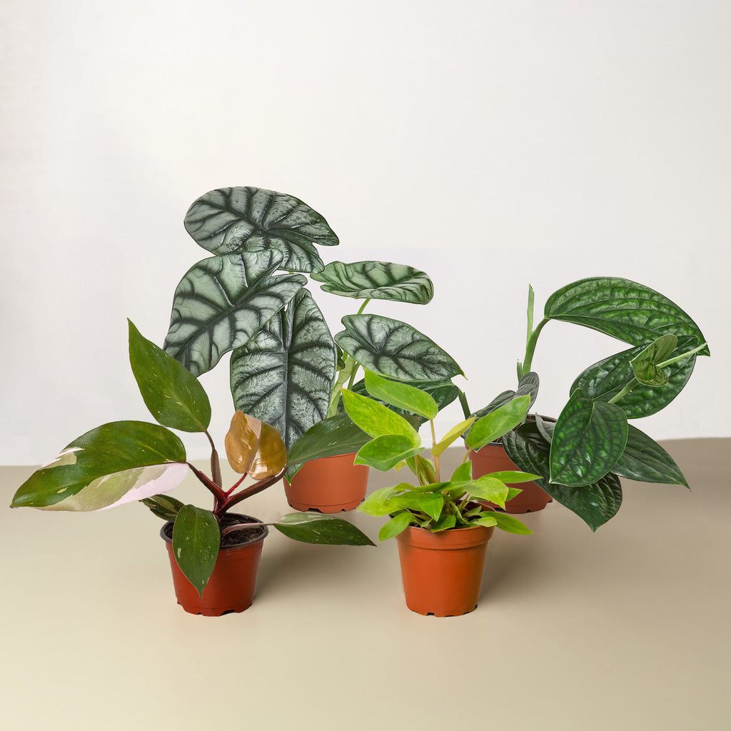 rare indoor plants for sale Rare Plant Bundle