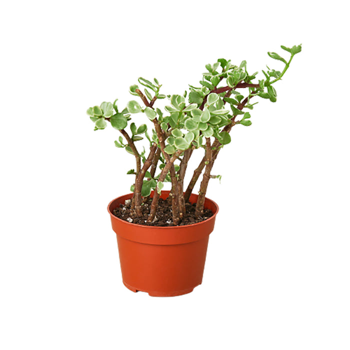 Succulent Portulacaria 'Rainbow Bush' - 4" Pot