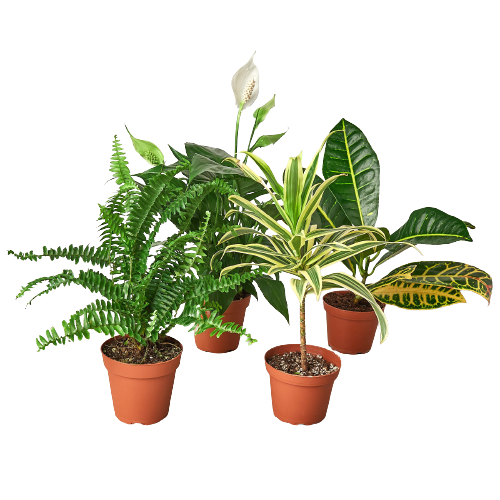dropship house plants Air Purifying Variety Bundle
