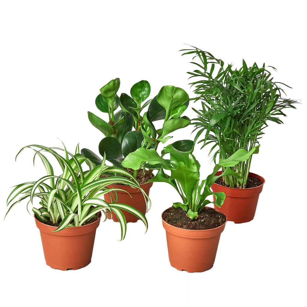 pet-friendly-plants-house-plant-dropship