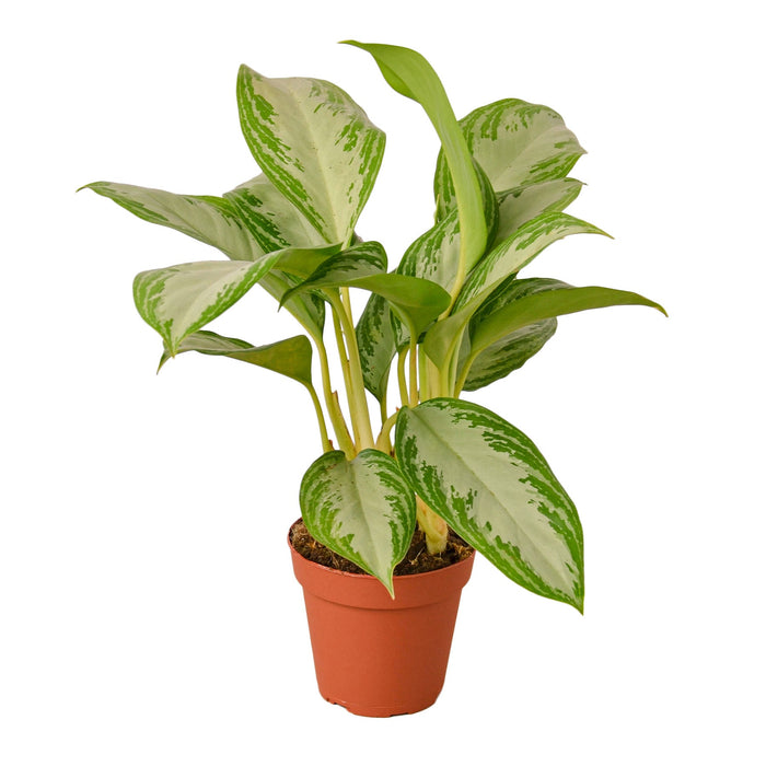 Chinese Evergreen 'Silver Bay' - 4" Pot - NURSERY POT ONLY