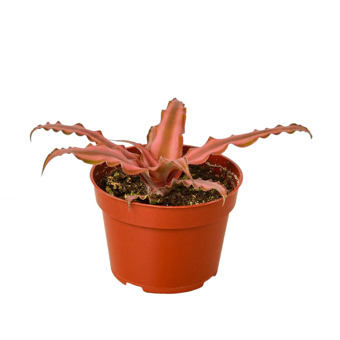 Cryptanthus 'Pink Star' - 4" Pot
