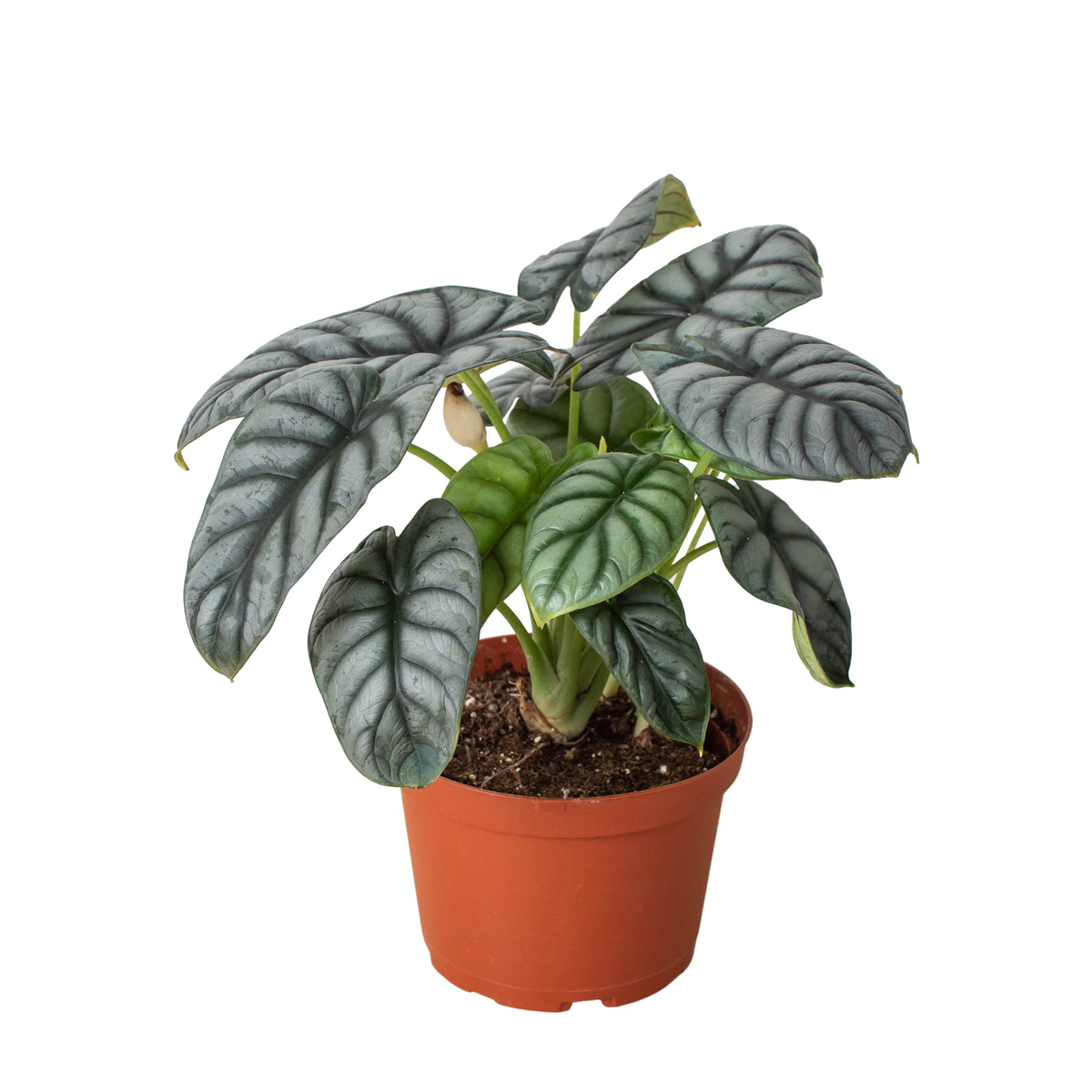 Philodendron 'Dragon Tail' | Indoor Plant | Tropical Plant