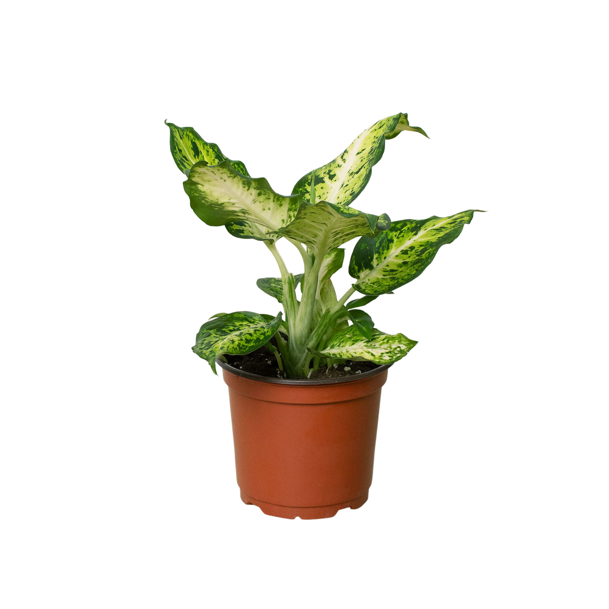dieffenbachia compacta dumb cane plant Dieffenbachia 'Amy' | Indoor Plant | Tropical Plant | Potted Plant