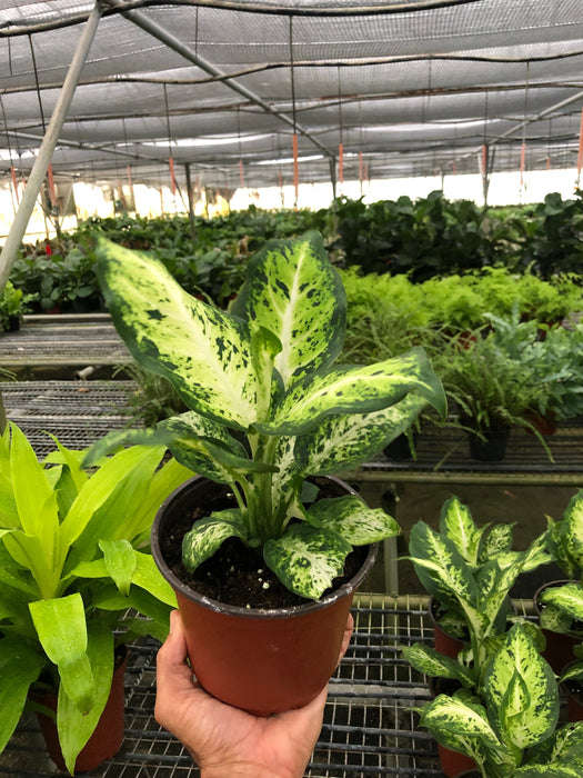 dieffenbachia camouflage rare Dieffenbachia 'Amy' | Indoor Plant | Tropical Plant | Potted Plant