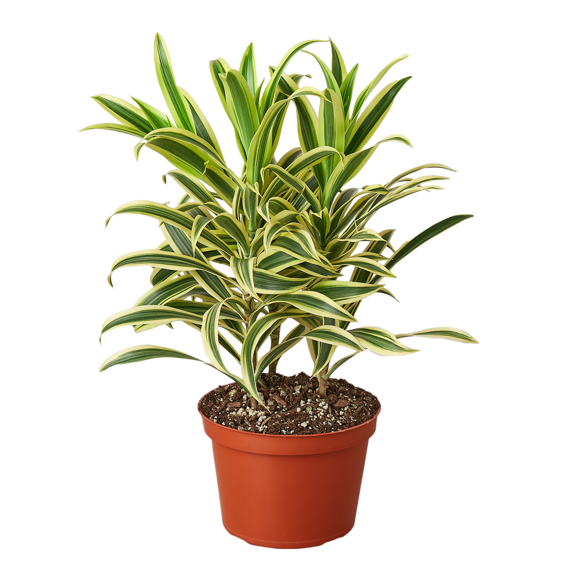 dracaena plant song of india Dracaena 'Song of India' - 6" Pot - NURSERY POT ONLY