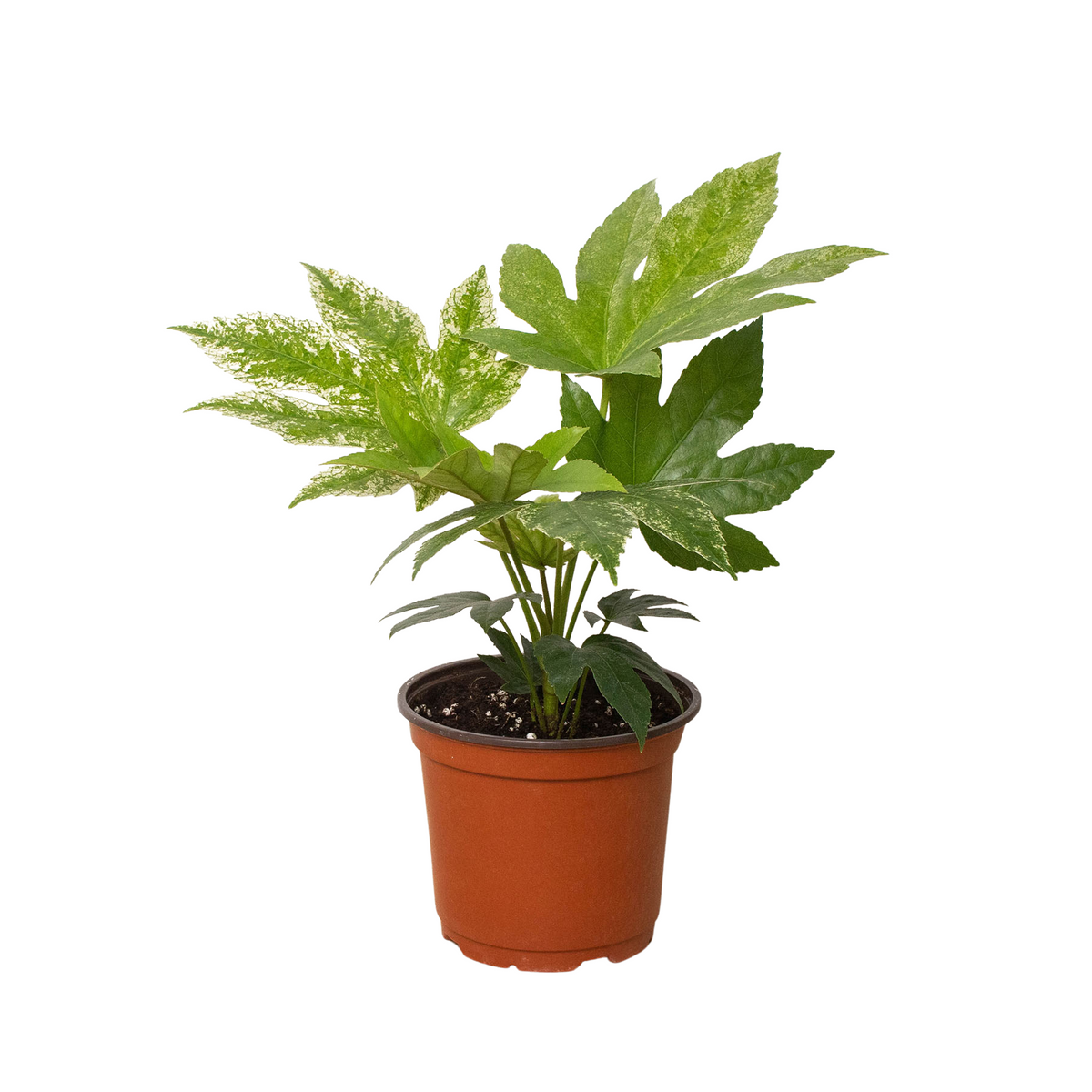 spider's web fatsia japonica plants Fatsia 'Spider's Web' | Indoor Plant | Tropical Plant | Potted Plant