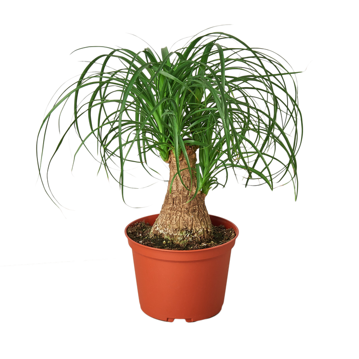 Ponytail Palm shown in a 6-inch nursery pot.