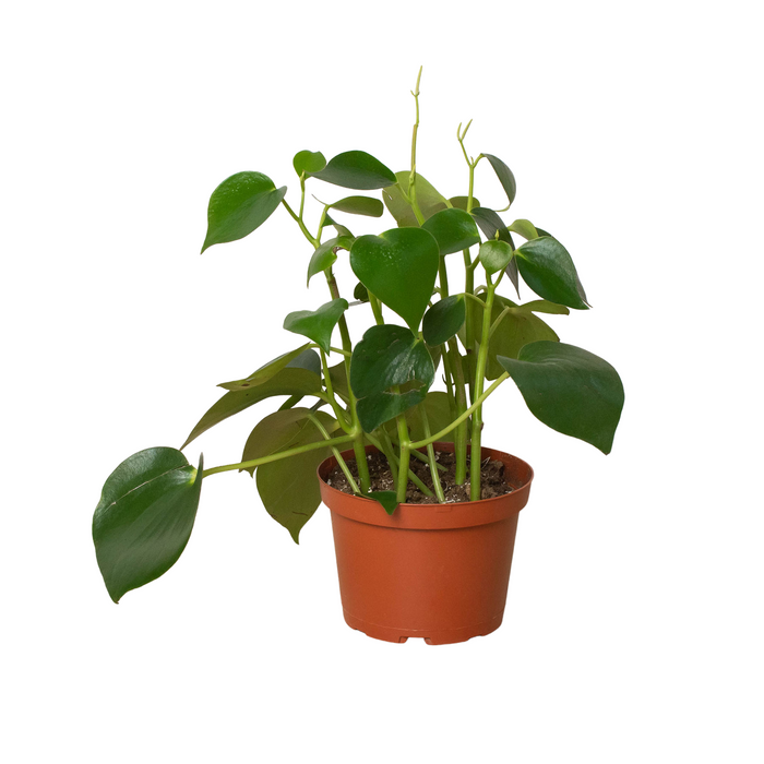 raindrop money plant Peperomia 'Raindrop' | Indoor Plant | Tropical Plant | Potted Plant
