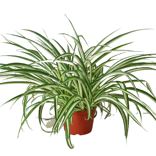 spider plant png Spider Plant Reverse - 6" Pot - NURSERY POT ONLY