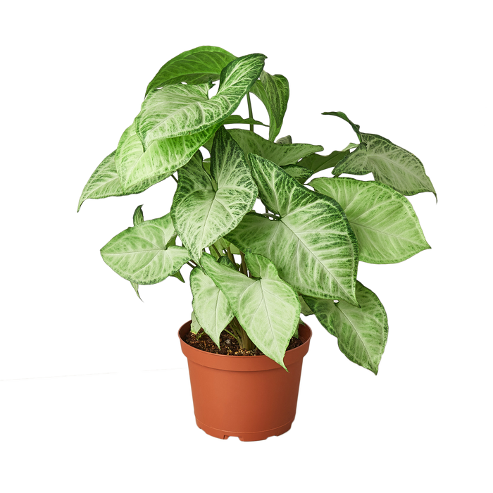 syngonium plant indoor Syngonium White Butterfly - 6" Pot - NURSERY POT ONLY
